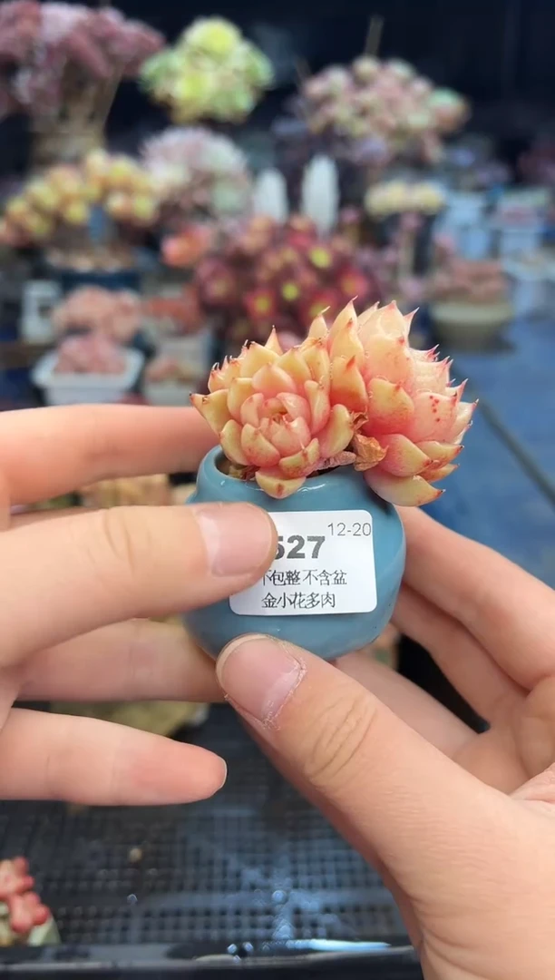 【闪购商品】527不带盆