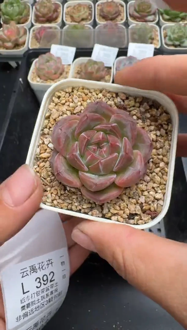 391L当天拍3颗包柚 带盆土纸巾打包 云禹花卉 珍妮多肉植物