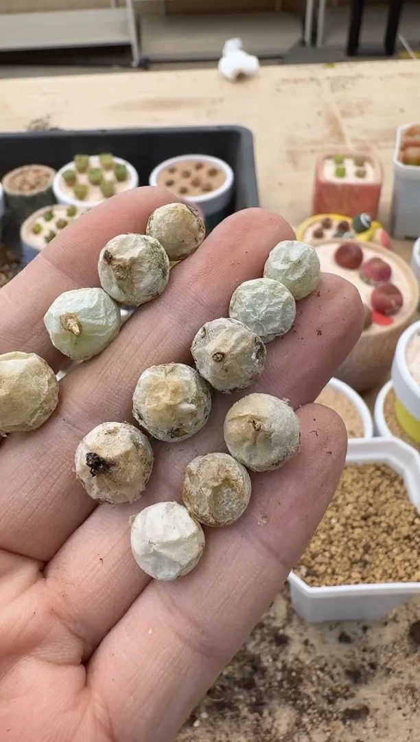 美丽的肉石头19-892一颗