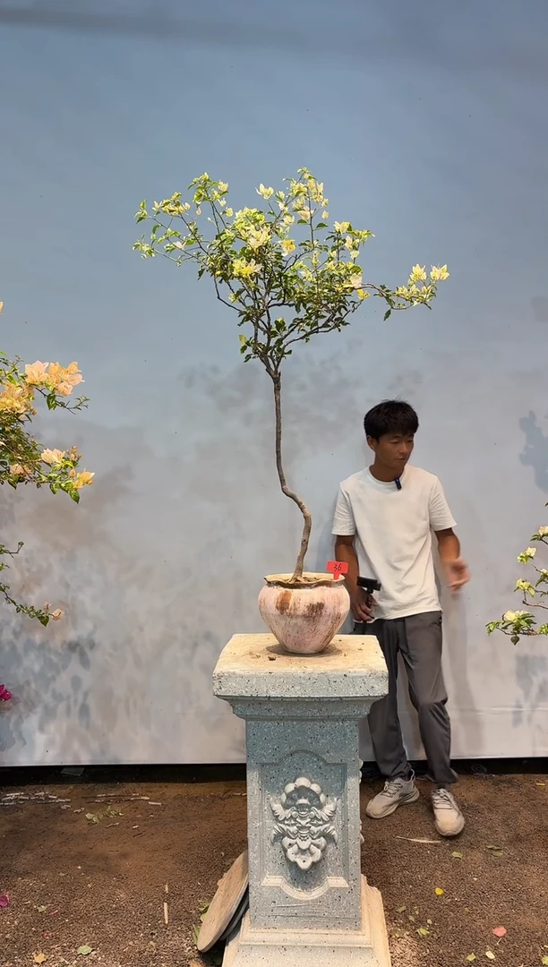 无花朵aa三角梅专场一物一拍36