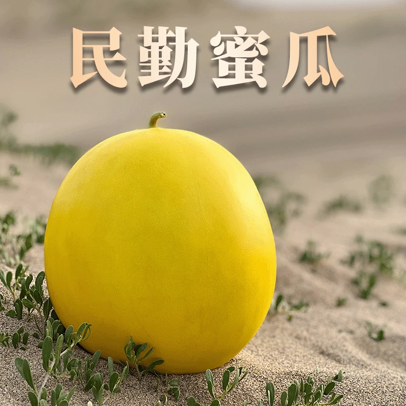 【民勤蜜瓜】甘肃民勤沙漠蜜瓜  多汁香甜