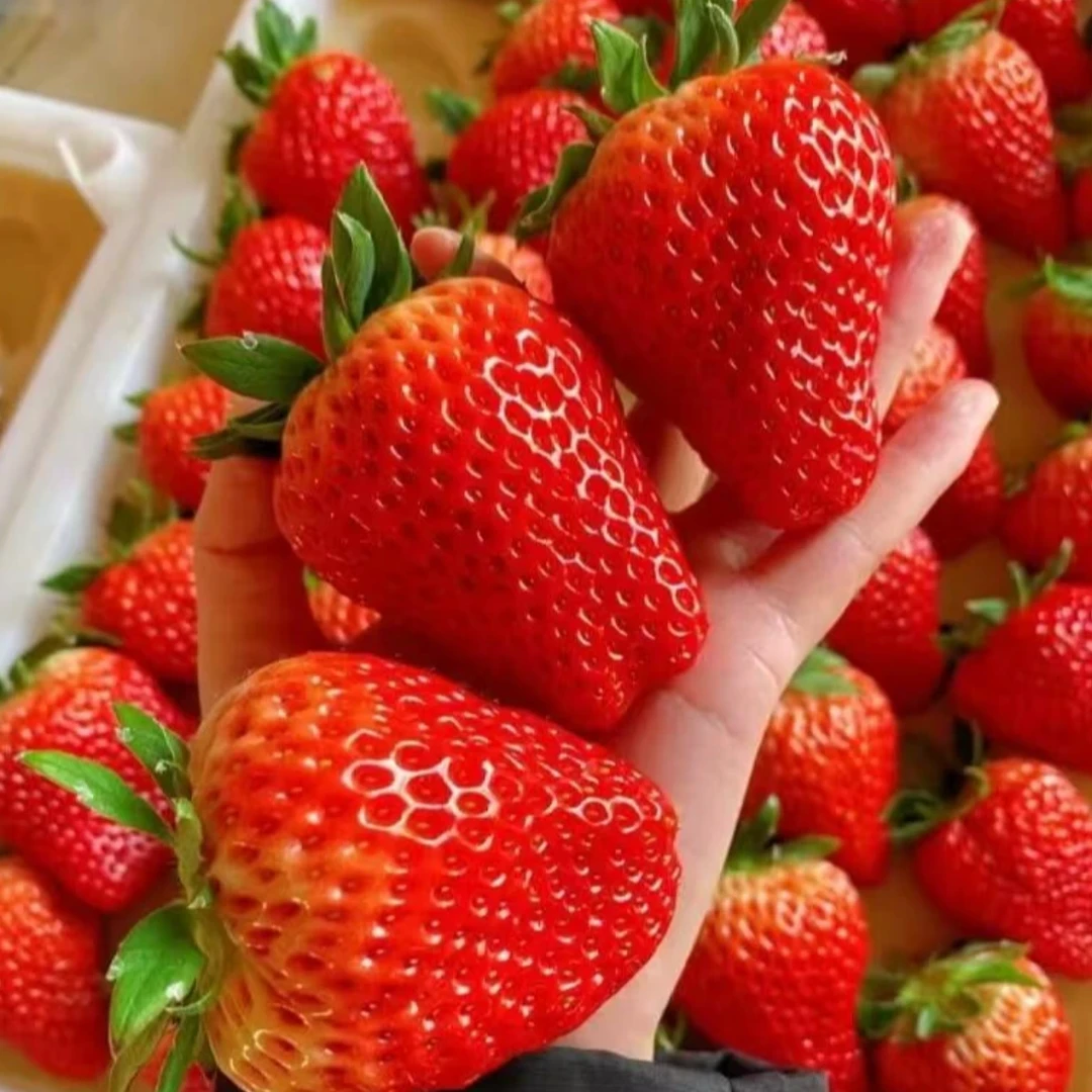 贵州黎平本地草莓 巧克力草莓