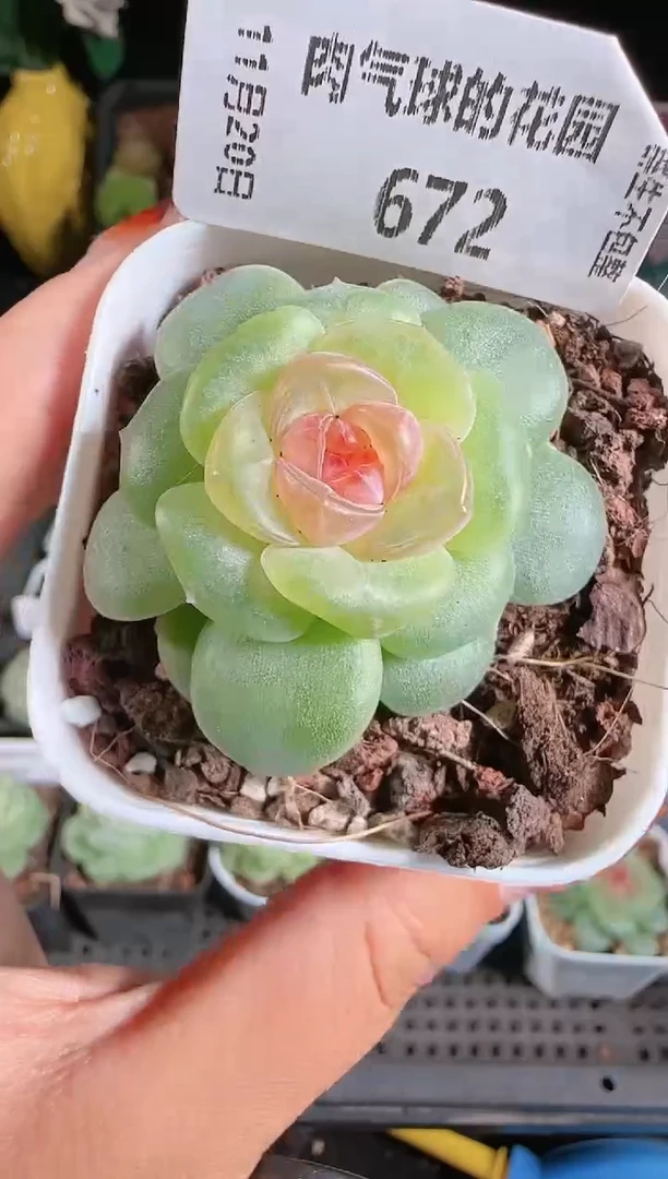 1120-671群生不包整