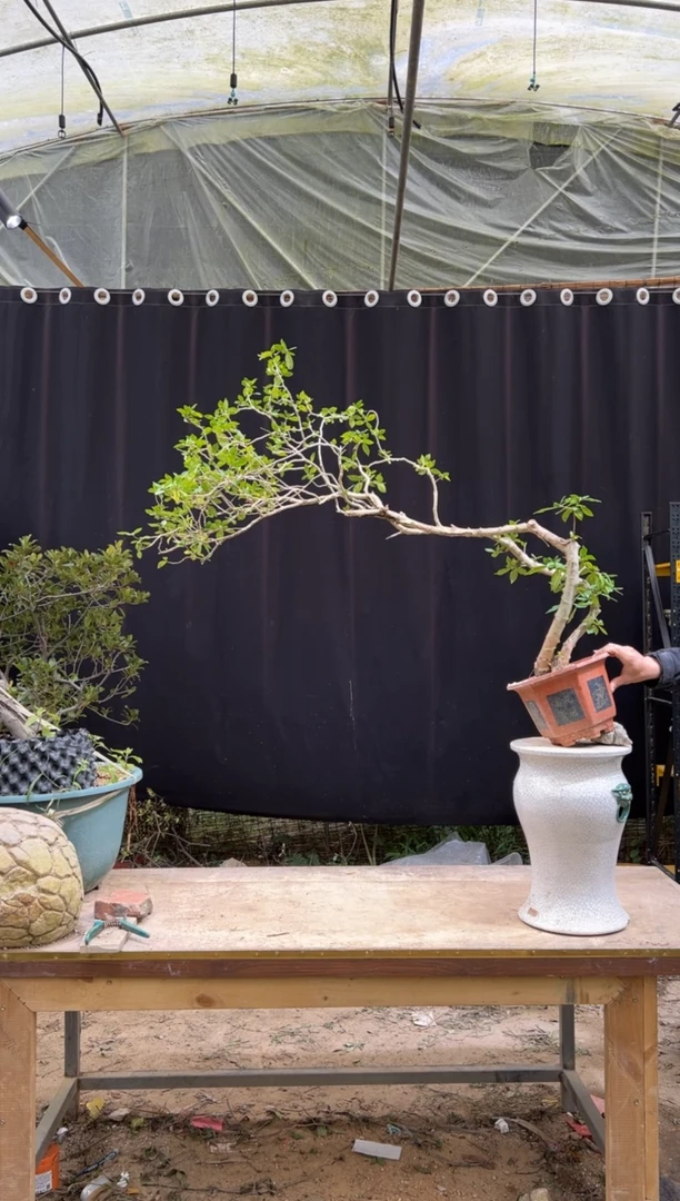 当前无花朵，栽培后可花朵红*  海岛栀子花