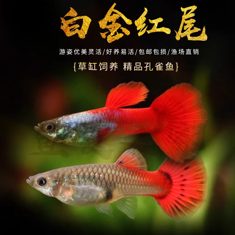 【白金红尾】孔雀鱼观赏鱼新手好养活体宠物鱼全红大耳巴西红