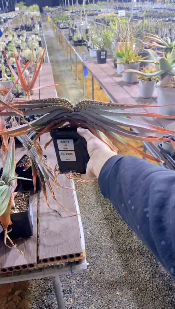 【闪购商品】推进器芦荟脱土FB-1394
