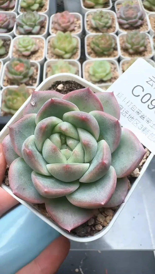 954C云禹多肉植物 带盆土纸巾打包 3颗包邮