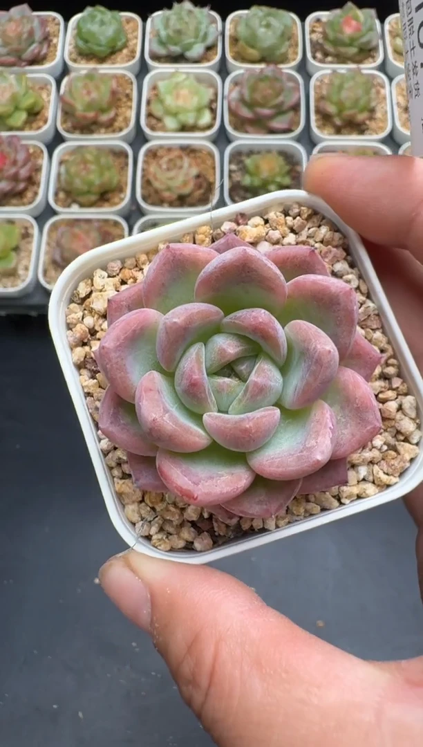 167G云禹多肉植物 脱土纸巾打包 3颗包邮