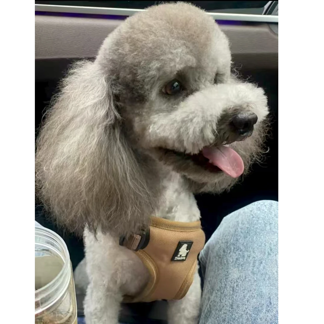 {抒颖宠物}T狗狗活体