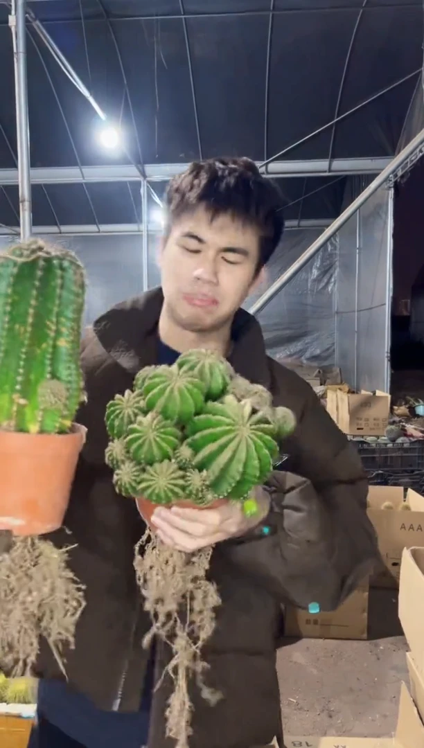 【闪购商品】大号 黑金刚