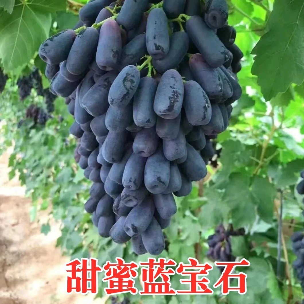 葡萄树嫁接苖蓝宝石（夏黑根系）地栽盆栽【售后1个月介意勿拍】