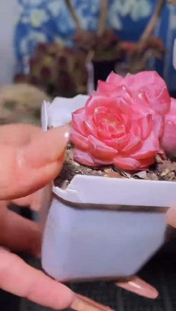 【闪购商品】572天使琥珀多肉