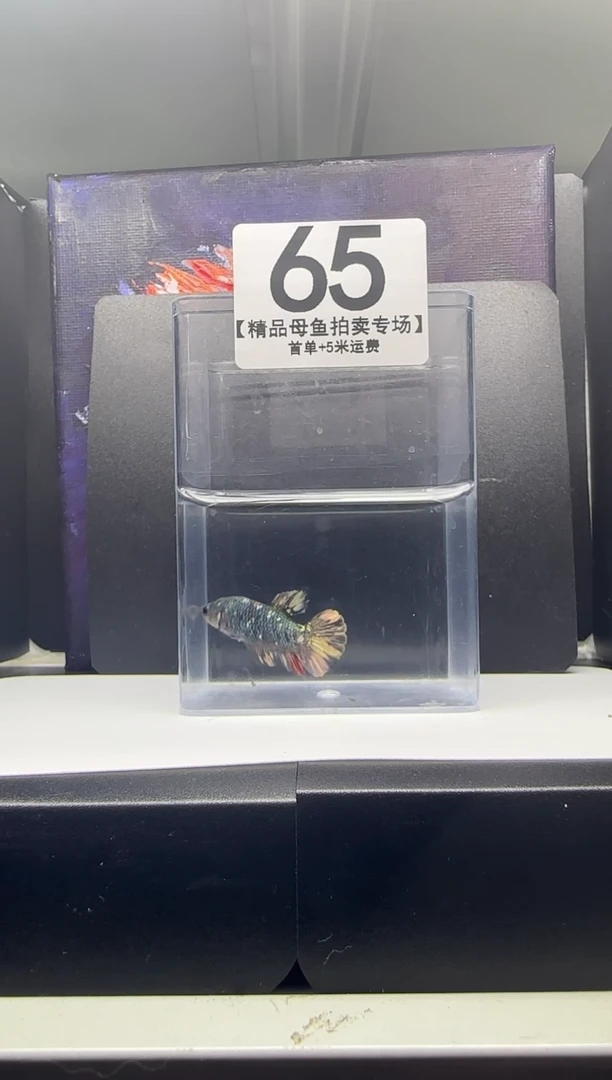 斗鱼母鱼编号：65