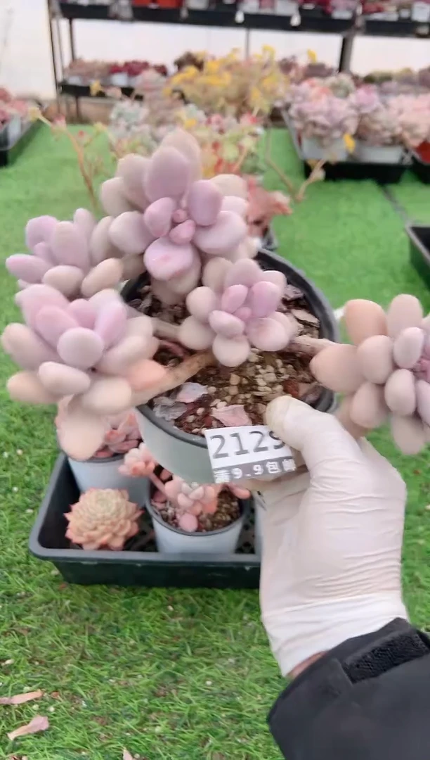 【闪购商品】信福多肉一物一拍