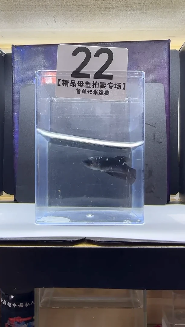 斗鱼母鱼编号：22