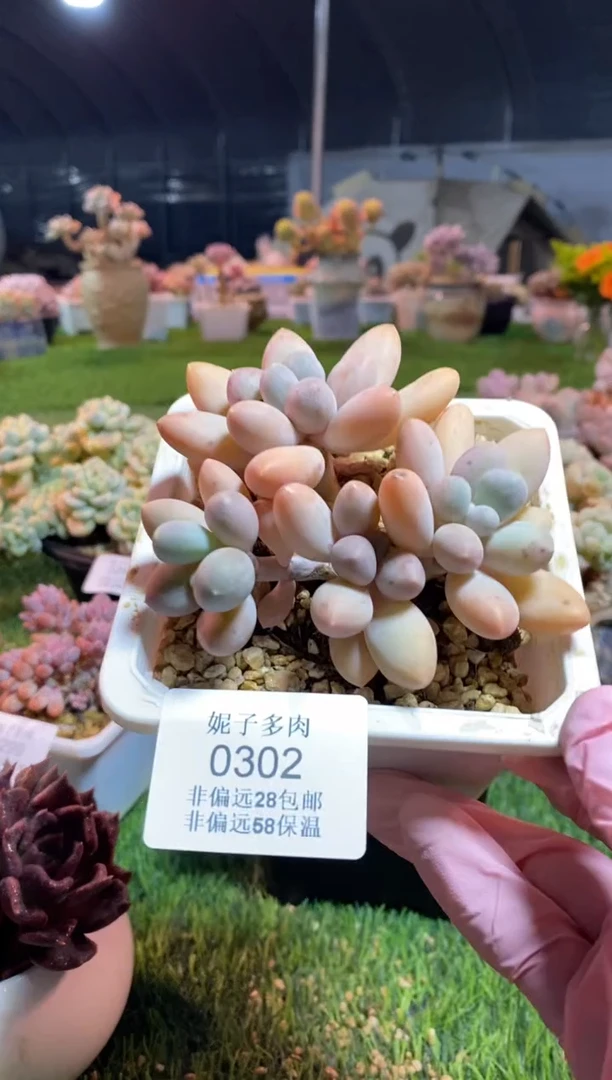 【闪购商品】0302a