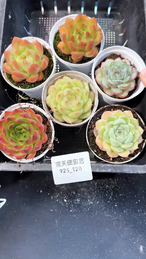 925-120多肉6颗