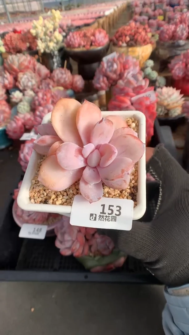 153奶茶一物一拍多肉植物