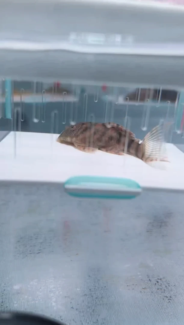 清道夫6.9不包入缸损109