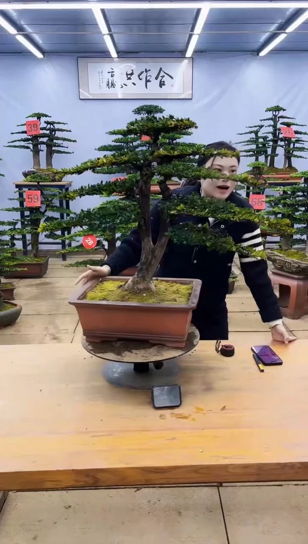 【闪购商品】高端盆景一物一拍，所见即所得