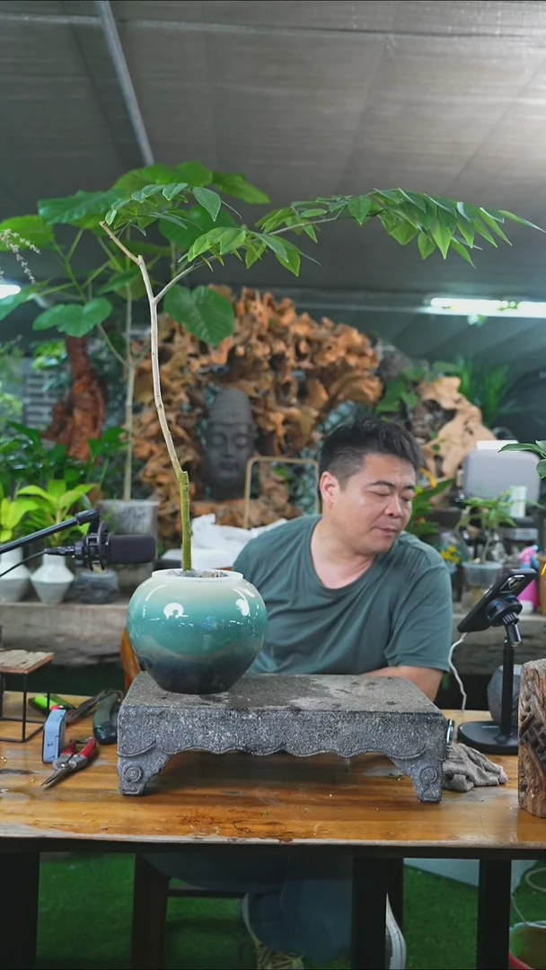 完全开放黄花梨040+