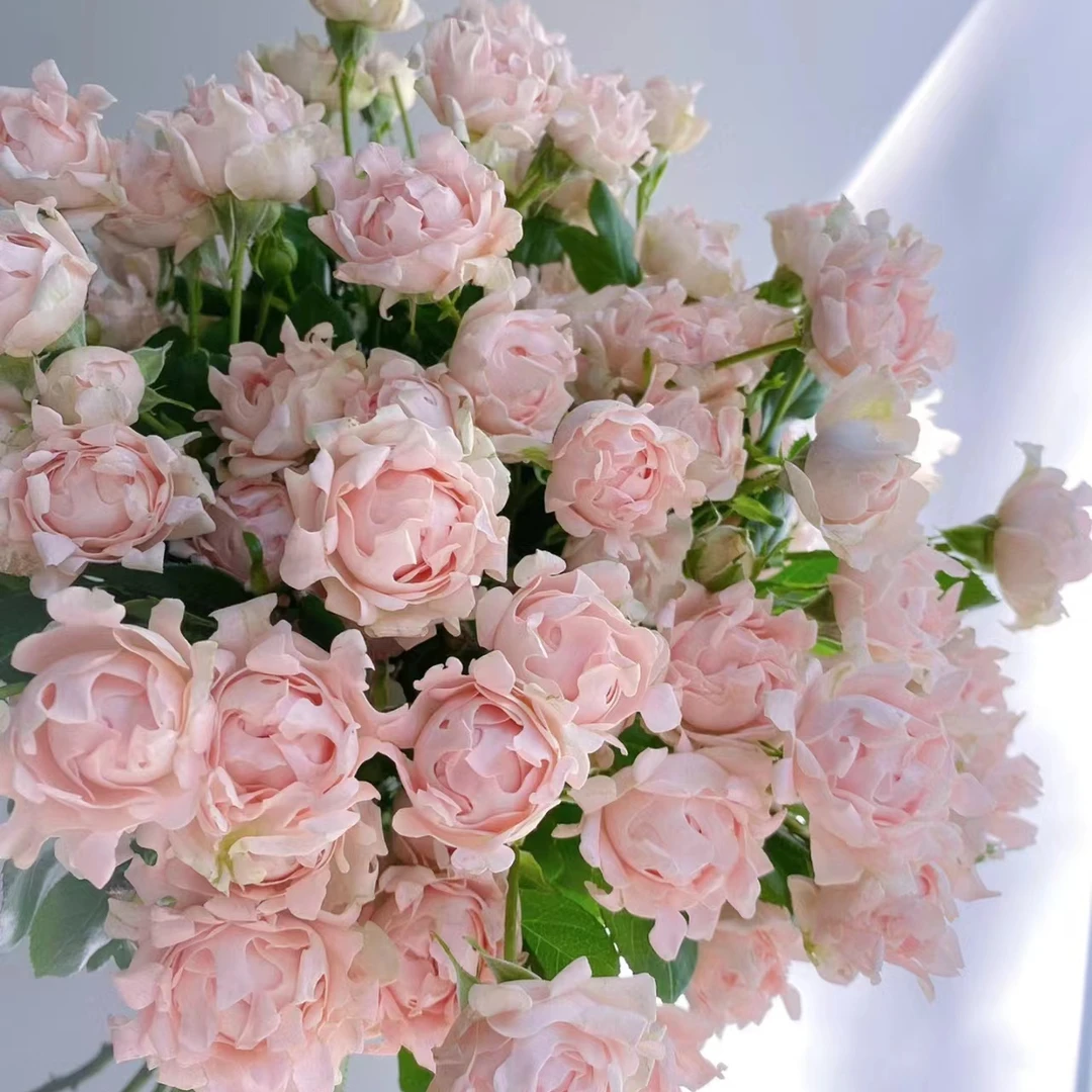 苏芬，多头玫瑰，1单冷链包邮，2单升级顺丰冷链，远的发德邦