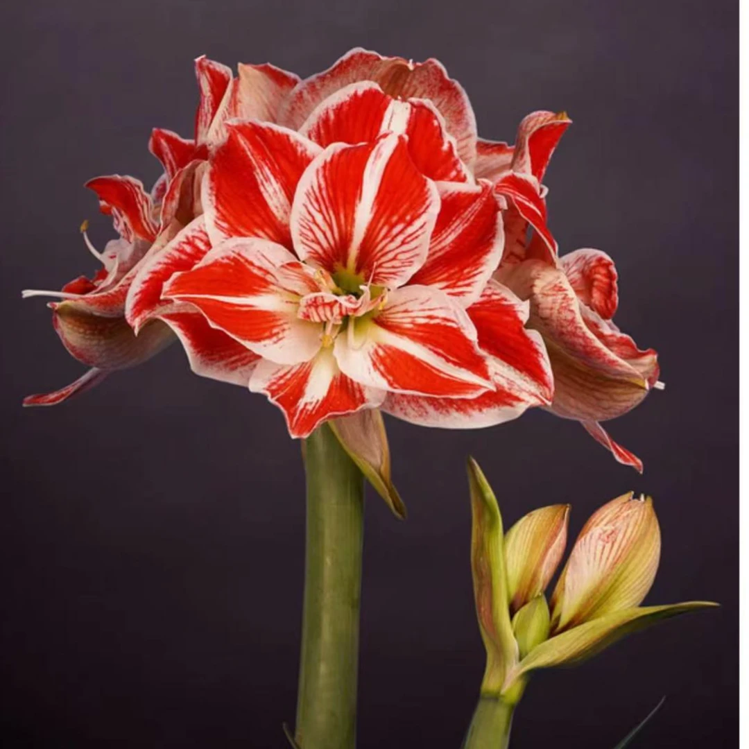 朱顶红种球【火焰舞曲】-重瓣-开花球-