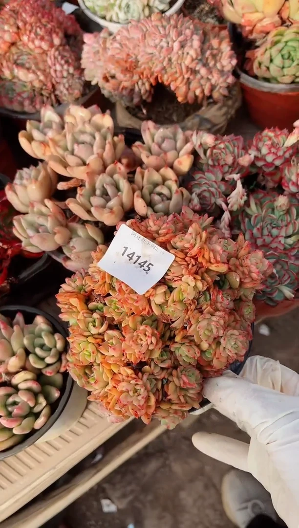 【闪购商品】14145