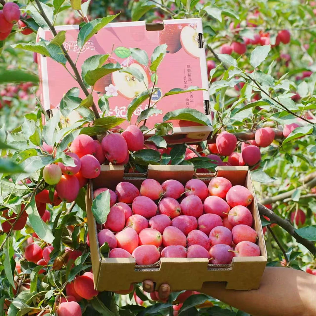 【新疆直发】新疆香妃海棠果脆甜多汁酸甜可口