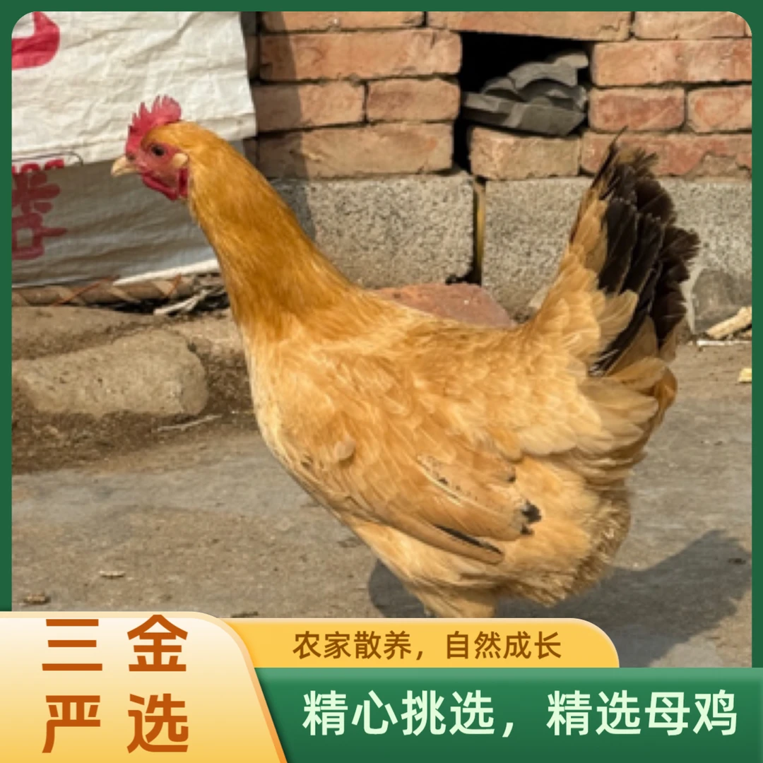 【三金严选】苏北盐城农户家散养土鸡母鸡正宗草鸡一物一图纯种土鸡