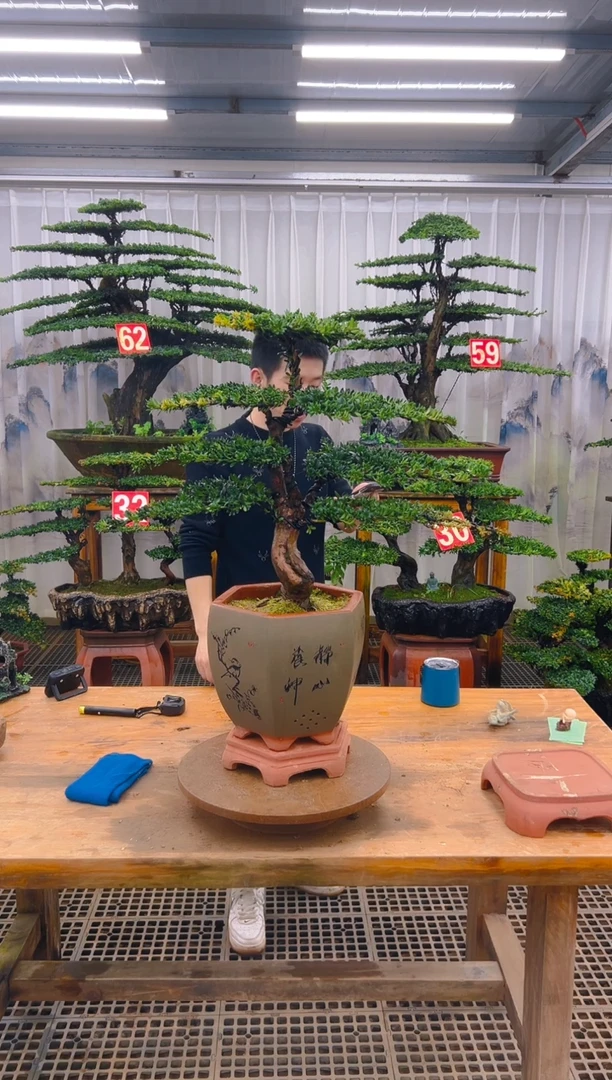 无花朵D****K精品盆景直播间一物一 拍