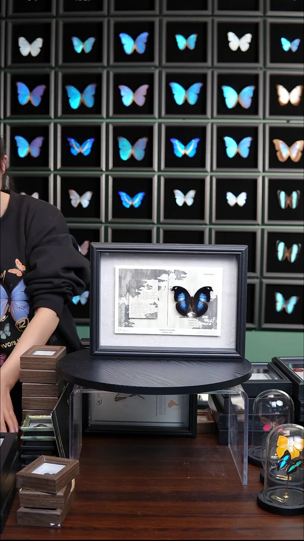 爱情鸟蛱蝶新版本横版