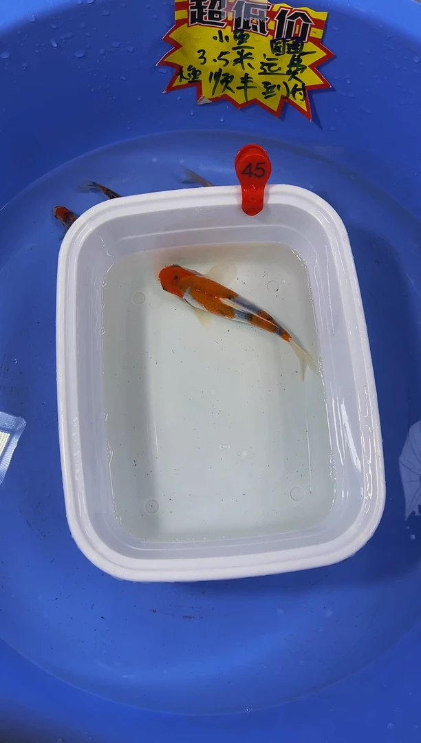 锦鲤活体二号链接