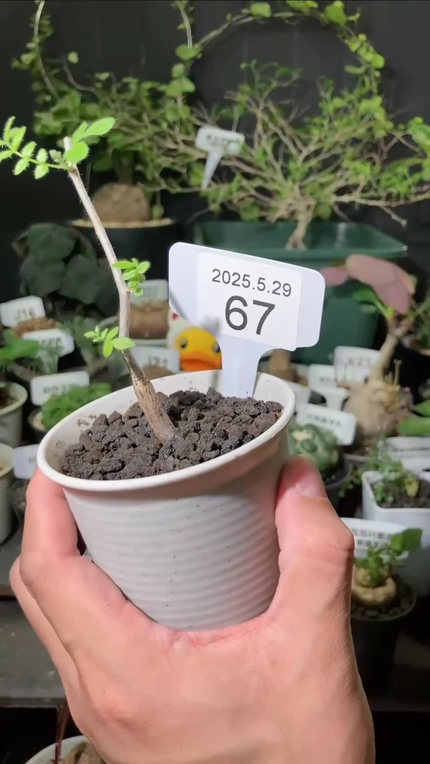 67号5.29.福利实生滔天橄榄