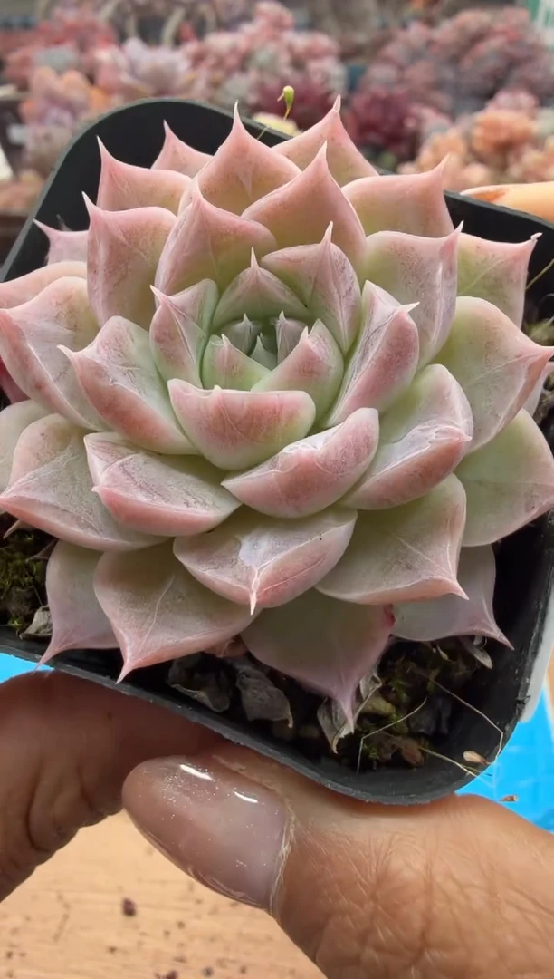 东云多肉园二店-108