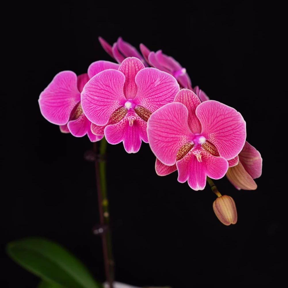 悠花里蝴蝶兰2.8寸AB级【花木兰】全花开花株发货
