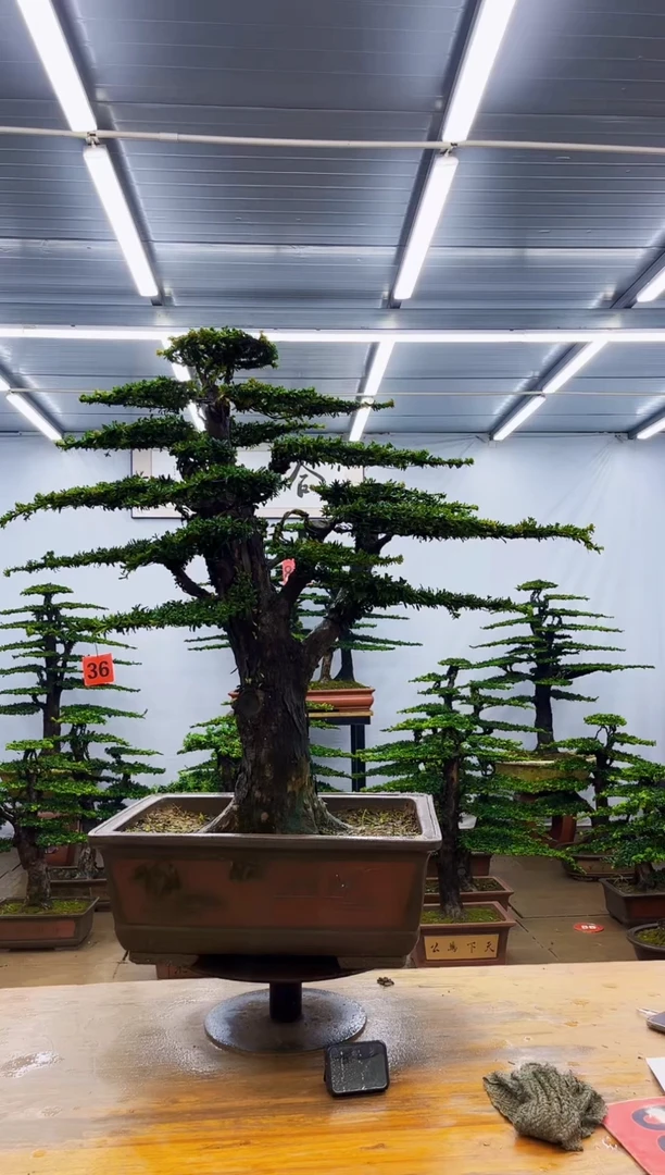无花朵一物一拍，所见即所得