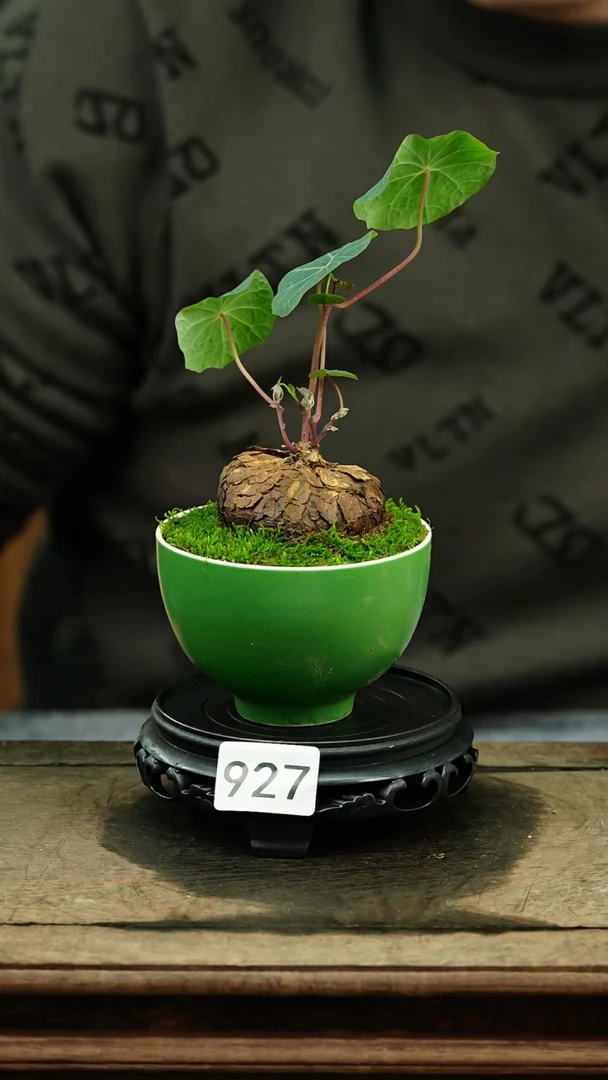 【闪购商品】苔藓微景观927号