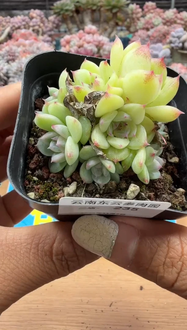 东云多肉园二店-235