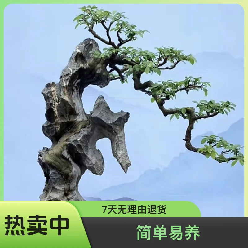 黄荆盆景老桩耐旱植物适合庭院种植的绿植