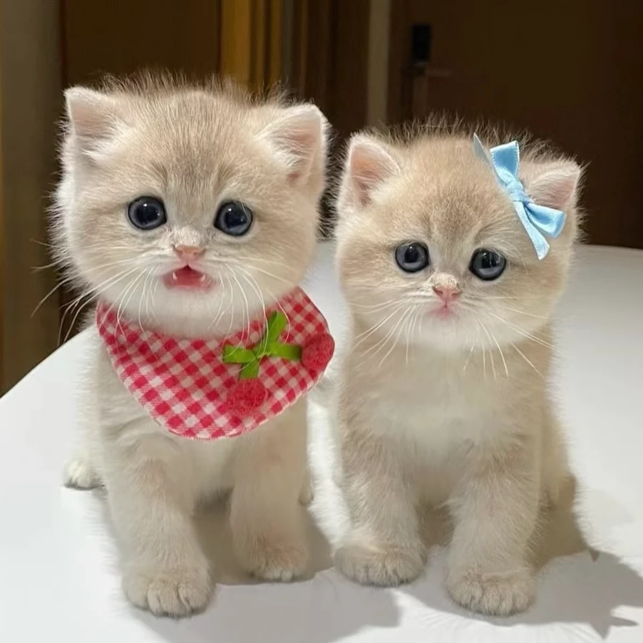 【希望猫舍】精选猫咪