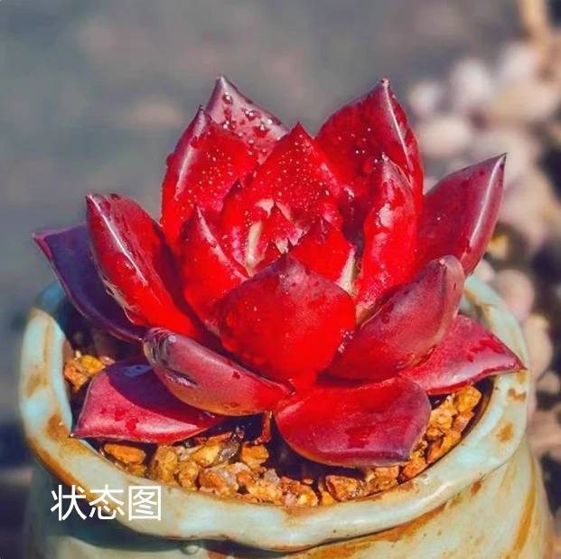 （满9.9元包邮）小红骑士多肉植物3厘米左右