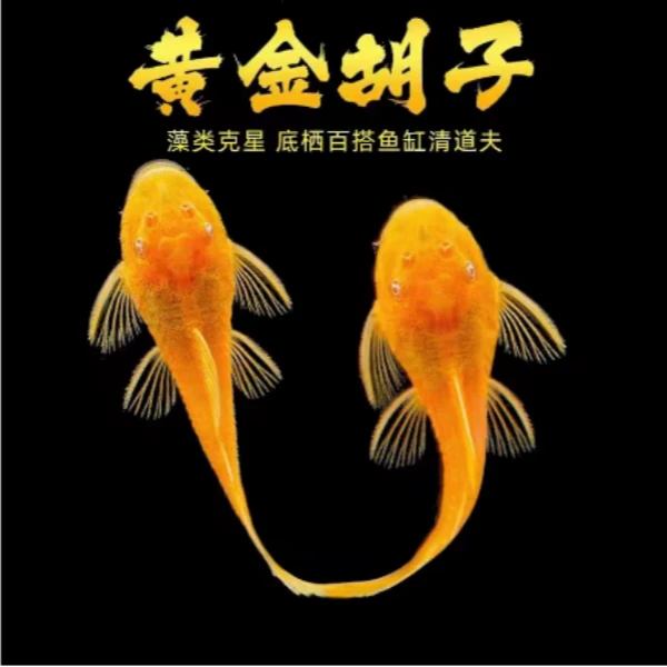 清缸黄金胡子2厘米左右