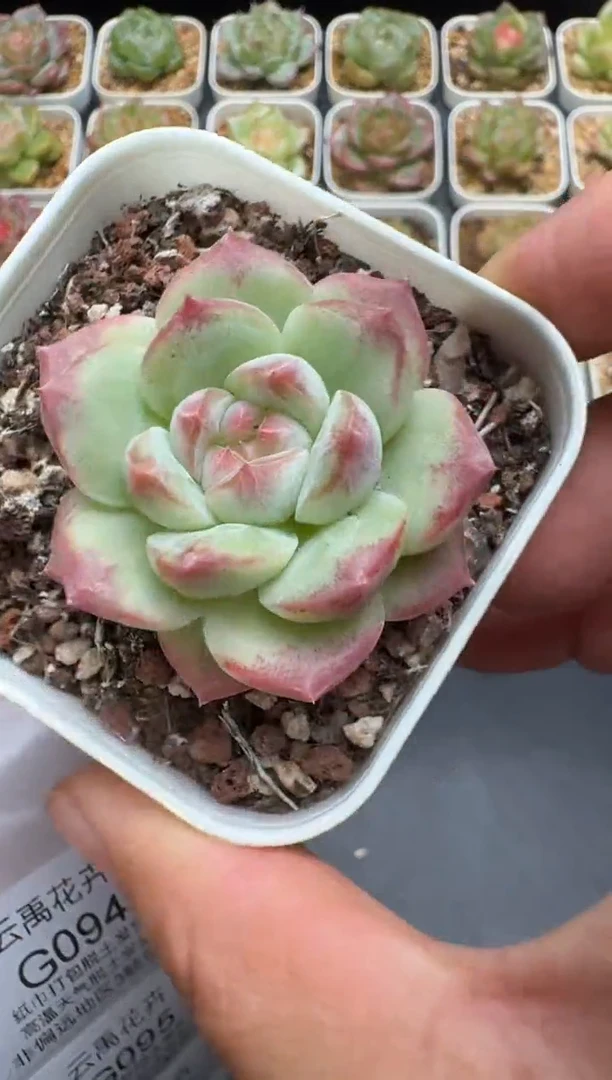 93G云禹多肉植物 脱土纸巾打包 3颗包邮