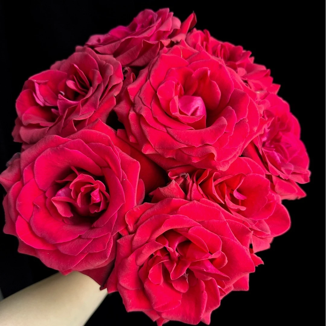 【赤子之心】单头玫瑰10枝 一单不发货 20%不售后