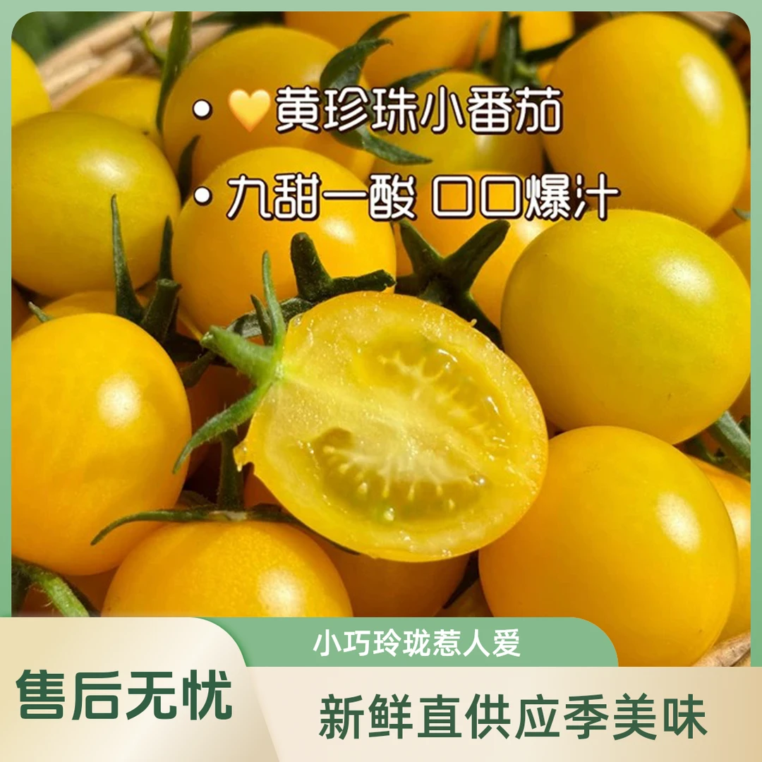 【黄宝石】新鲜现摘现发黄色樱桃小番茄自然成熟果香浓郁口口爆汁黄珍珠小番茄四川省四川省成都市