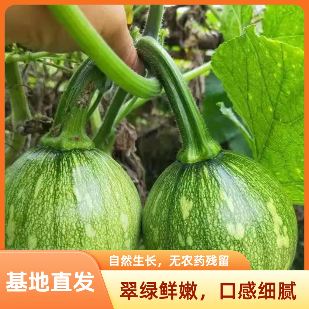 【次日达】当季新鲜现摘现发蔬菜小瓜嫩南瓜自然本地青小南瓜南瓜