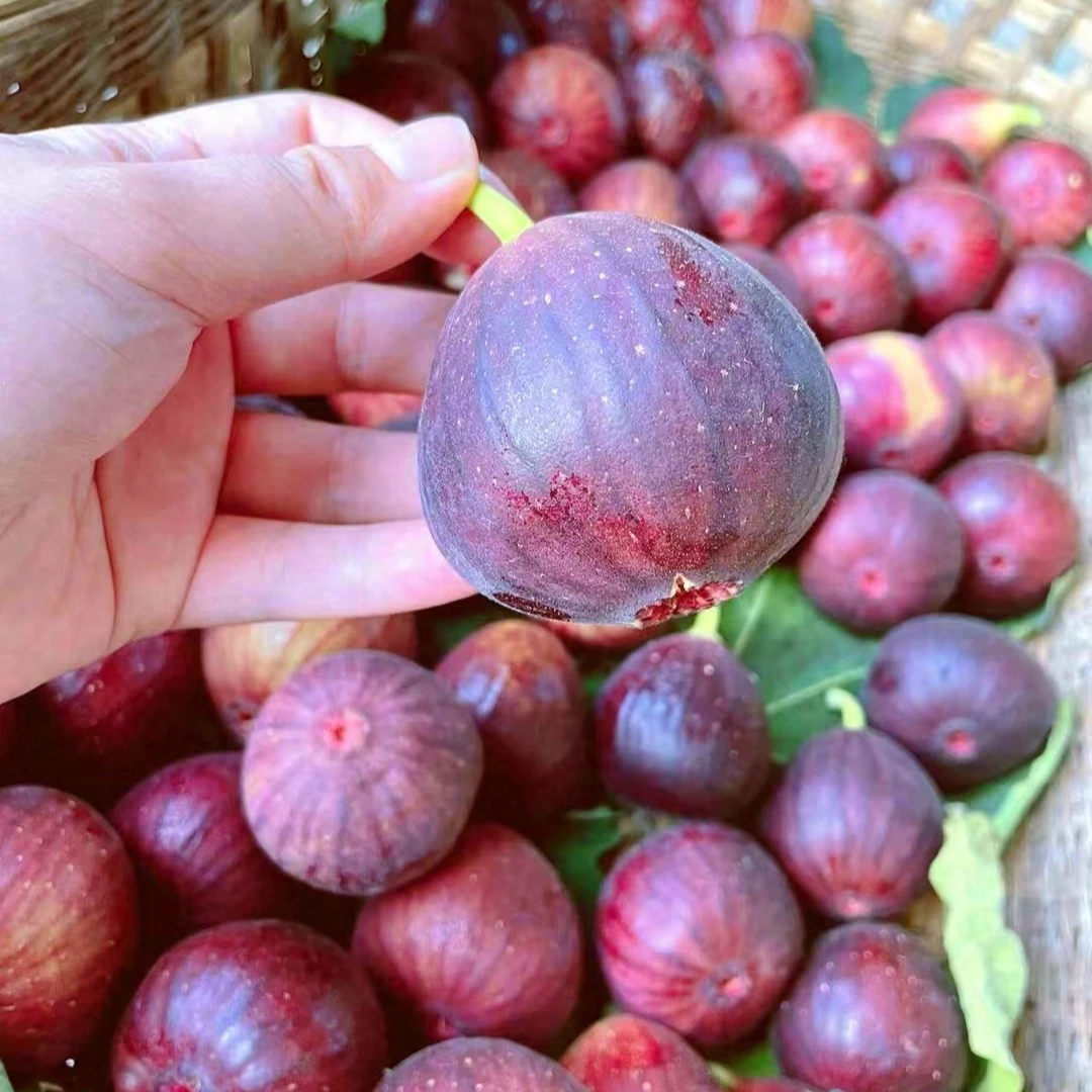 紫皮无花果约500克