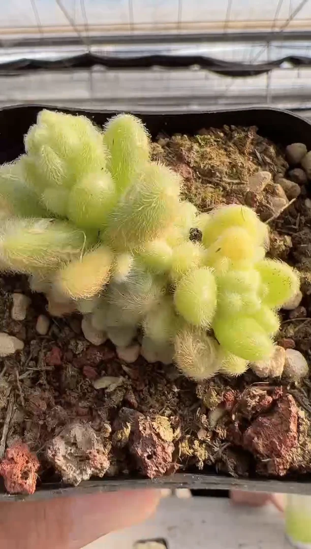 【闪购商品】信东尼多肉-14