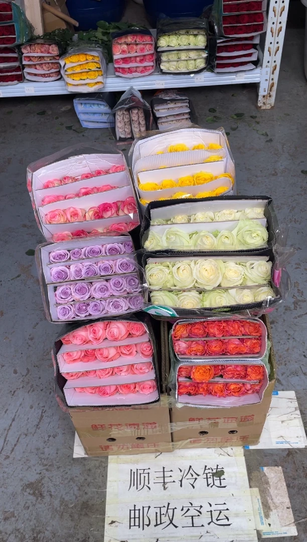 单头玫瑰60枝（任意3个品种）